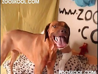 Zoophilie Taureau