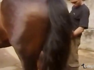 Ranbir Animal Sex Scenes