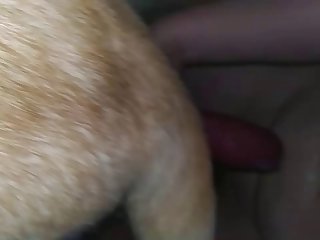 Sluts Sucking Dog Cock