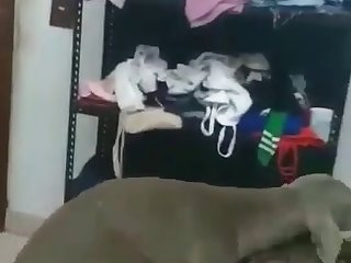 Free Bestiality Porn Video