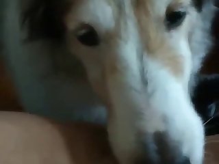 Comendo Uma Cabra