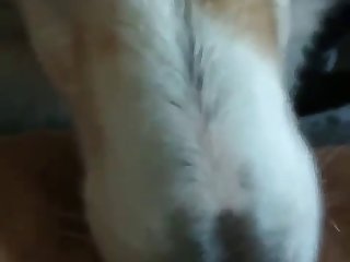 Comendo Uma Cabra