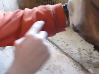 Xvideos Com Cachorro