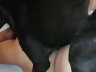 Dando Pro Cachorro