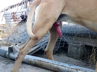動物フェラ