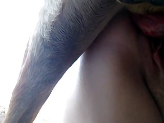 動物フェラ