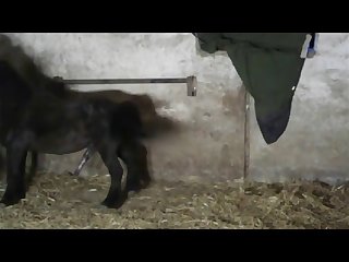 Gaping Anal For Animal Porn with Teen