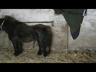 Gaping Anal For Animal Porn with Teen