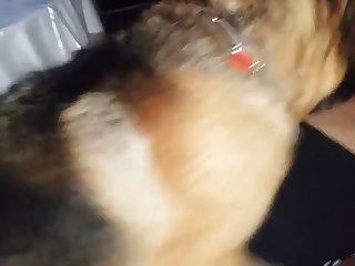Anal Animal