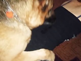 Anal Animal