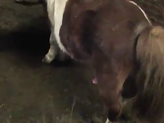Rough Anal For Tight Animal Porn with Teen 22