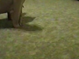 The German Shepherd Pushed His Snout Into Her Foaming