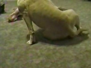 The German Shepherd Pushed His Snout Into Her Foaming