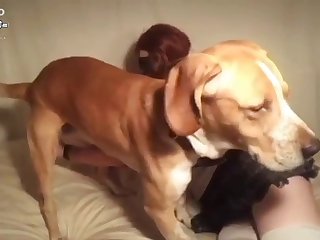 Room Mate's Tits Animal Loving Milf Began To Frig His Prick Up And