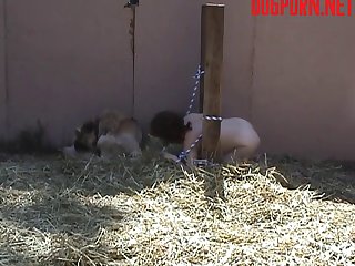 Painful And Kinky And So Sexy To Have His Sharp White